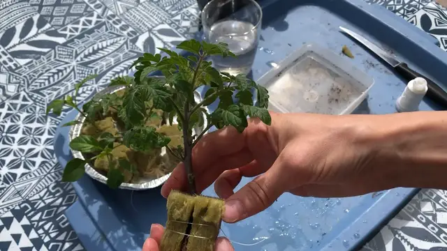 'Video thumbnail for Remove Soil from Tomato Seedlings'