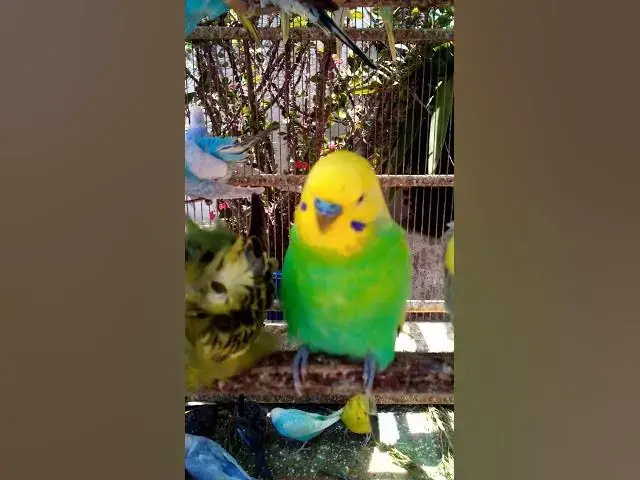 'Video thumbnail for This Amazon bird toy is SO COOL#birds#parrot #birdslover #budgis #lovebirds #budgiegar #cute #health'