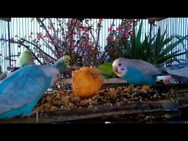 'Video thumbnail for 🎨✨ UNLOCK Budgie BEAUTY & PROFIT! 🔑 Breed STUNNING Mutations That SELL Like CRAZY! #BudgieGenetics'