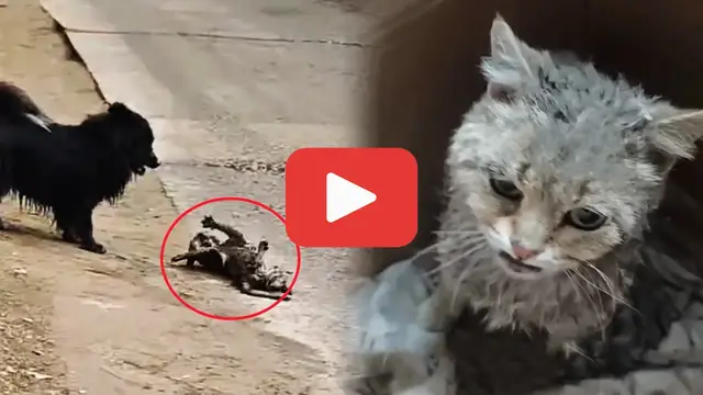 'Video thumbnail for Paralyzed and Defenseless鈥擳he Cat Left to Suffer in Silence'