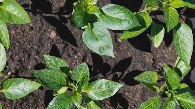 'Video thumbnail for Epsom Salt for Pepper Plants: Benefits and Usage Guide'