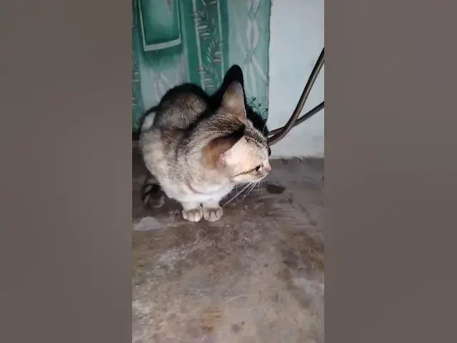 'Video thumbnail for cat with me likes to play'