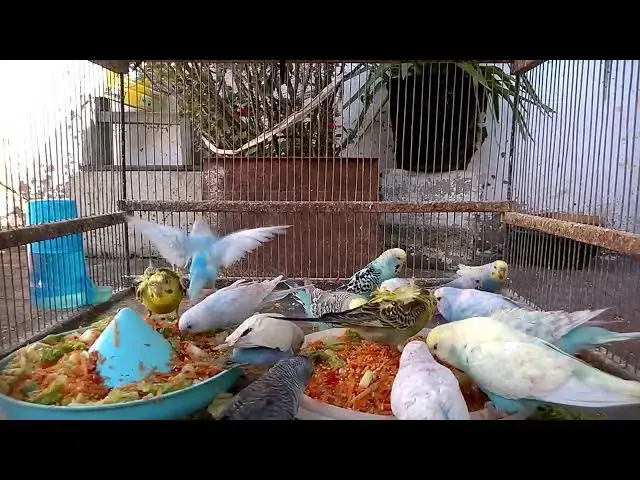 'Video thumbnail for Budgie Comedy Hour Hilarious Clips That Will Brighten Your Day! 😂💚'