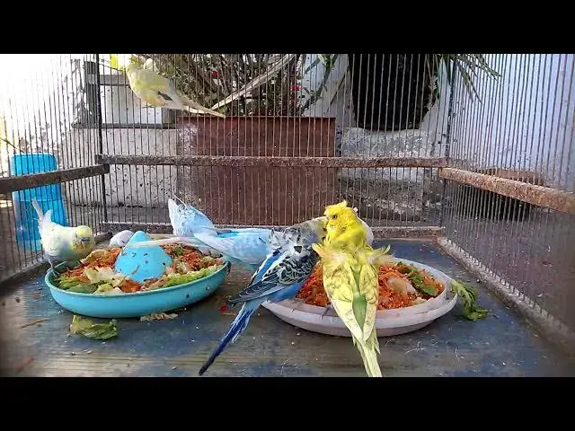 'Video thumbnail for Funny Budgie Fails The Most Hilarious Bird Moments! 😂💚'