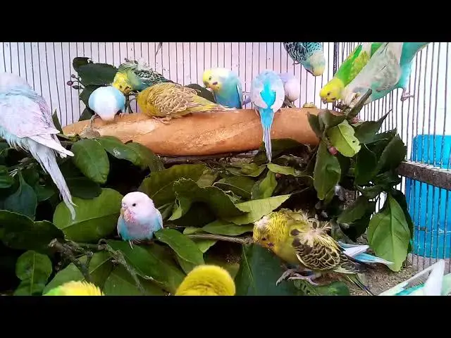 'Video thumbnail for Fun Games to Play With Your Budgie'