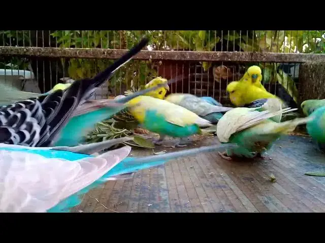 'Video thumbnail for The Most Beautiful Budgie Colors A Colorful Mutation Showcase! 💖💛 #Shorts'