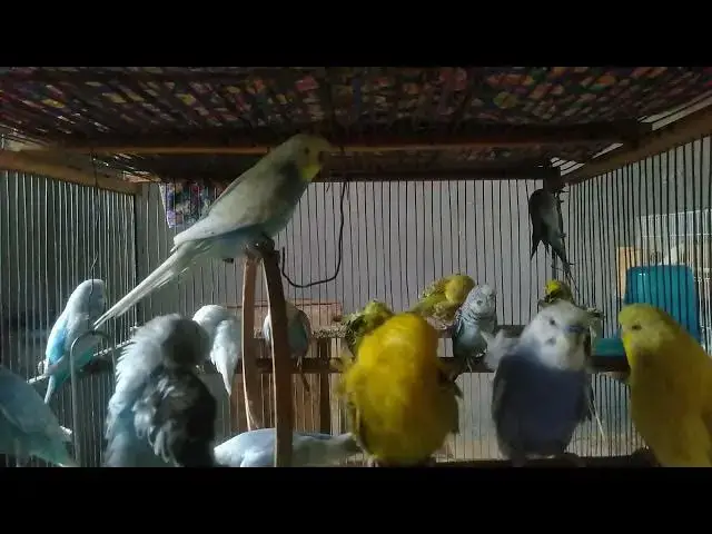'Video thumbnail for Why Budgies Are the Best Pet Birds 🐦❤️'