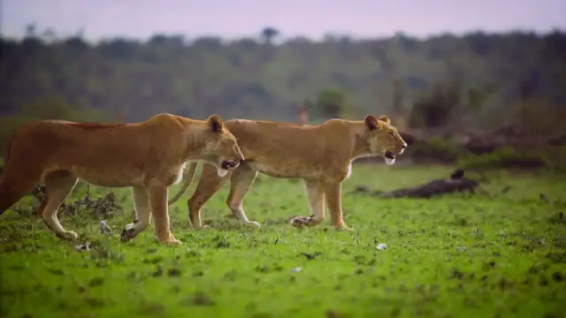 'Video thumbnail for Pair of Lionesses Walking Together'