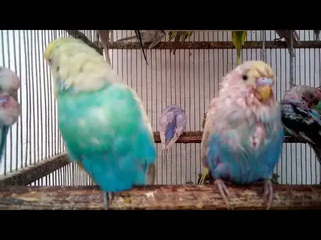 'Video thumbnail for Adorable Budgie Sounds That Will Make You Smile! 🥰💚💛✨ #Funny #Parakeet'