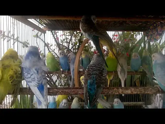 'Video thumbnail for 🌺 The Ultimate Budgie Breeder Experience!'