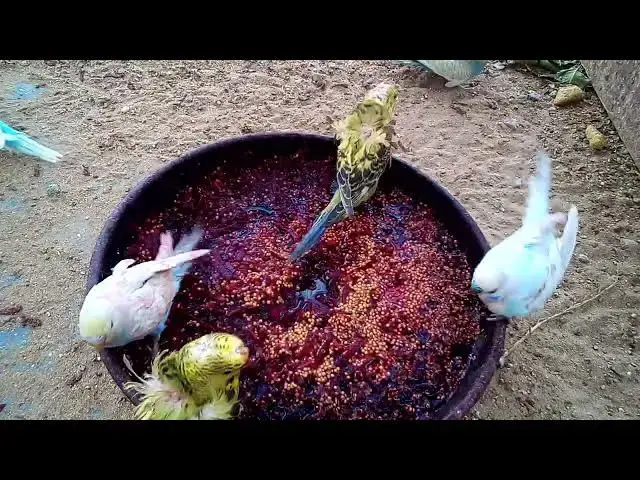 'Video thumbnail for Why My Budgie is the Happiest Parakeet Around! 💚💛 #Love'