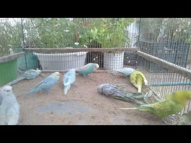 'Video thumbnail for A Moment of Calm with Chirping Budgies 🎶'