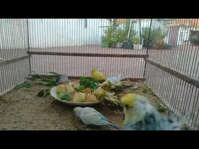 'Video thumbnail for 🪞 Budgies in the Mirror – Pure Beauty in Every Feather! ✨'
