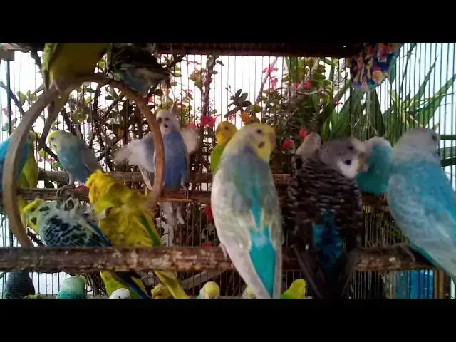 'Video thumbnail for 🧬 Amazing Budgie Mutations You’ve Never Seen Before!'