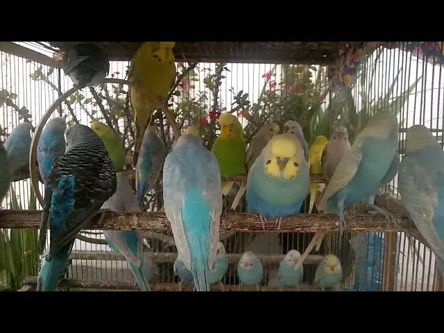 'Video thumbnail for 🎶 When Budgies Sing, Hearts Heal – The True Joy of Raising Birds!'