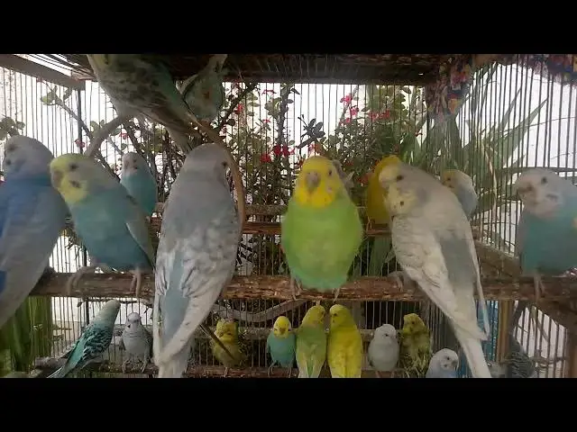 'Video thumbnail for 💖 Breeding Budgies Isn’t Just a Hobby – It’s a Love Story in Feathers!'