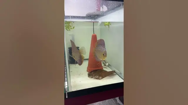 'Video thumbnail for Beautiful new discus pair'