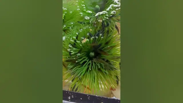 'Video thumbnail for Green cherry shrimp hanging out on some floating plants #neocaridina #freshwater #forbeginners'