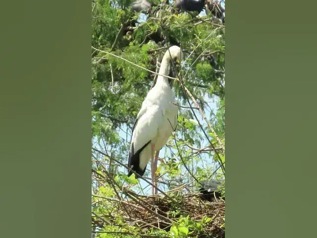 'Video thumbnail for all baby birds sound at fields 1 9'