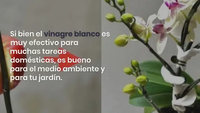 'Video thumbnail for ¿Por qué deberías usar vinagre en tus plantas? 7 usos impresionantes:'