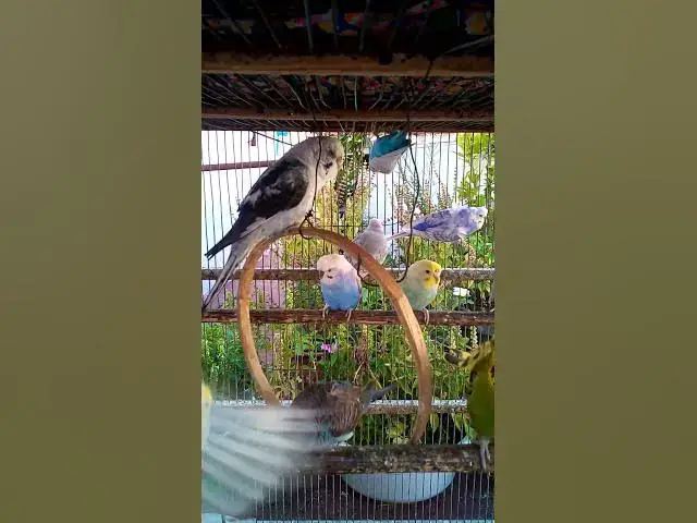 'Video thumbnail for This Amazon bird toy is SO COOL#birds#parrot #birdslover #budgis #lovebirds #budgiegar #cute #health'