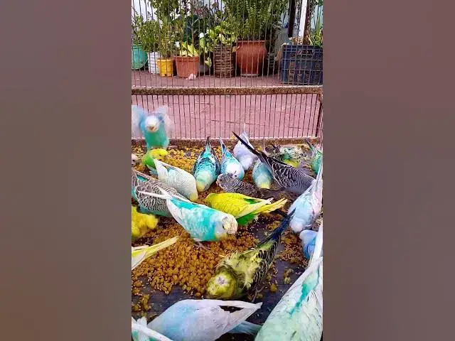 'Video thumbnail for Cutest Birds & Pets Ever!  U S #animals  #birds  #cute  #funny #viralshorts #usa  #love #funnyvideo'