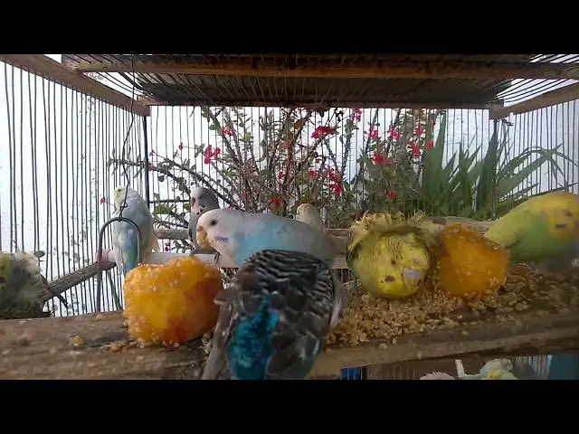 'Video thumbnail for 🎨✨ The ART & SCIENCE of HIGH PROFIT Budgie BREEDING! 🌈 Creating STUNNING and HIGH VALUE Mutations'