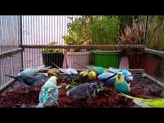 'Video thumbnail for 🌈 Budgie Mutation Magic How Breeders Create MASTERPIECES! 🖌️🌟'