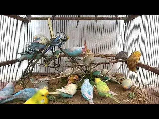 'Video thumbnail for Funny Budgie Moments Adorable Sounds to Brighten Your Day! 💖🐦'