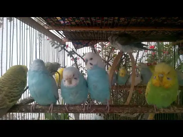 'Video thumbnail for 💘 Budgies in Love – Cuteness Overload 💏'