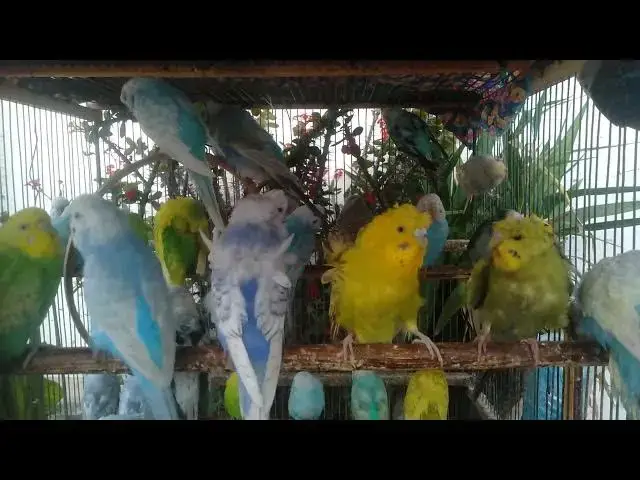 'Video thumbnail for 💰 Passive Income Video Budgie Chirping + Nature Ambience – Monetized Soundtrack 🎵 #PassiveIncomeYo'