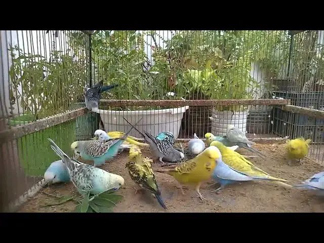 'Video thumbnail for Sleeping Budgies – Cutest Thing Ever 😴🐥'