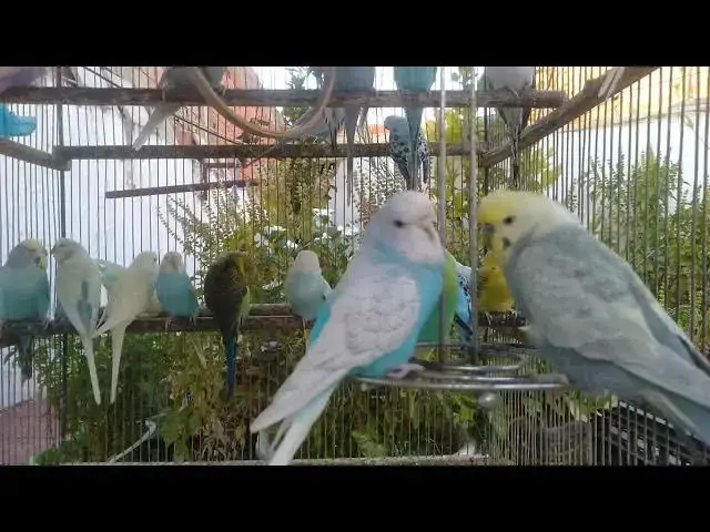 'Video thumbnail for ASMR Budgie Whispers 💤 Soothing Sounds for Your Soul'