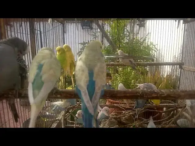 'Video thumbnail for How to Keep Your Budgie Healthy Essential Bird Wellness Tips! 💚🏥'