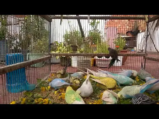 'Video thumbnail for Listen to These Adorable Budgie Sounds That Will Make You Smile! 🥰✨'