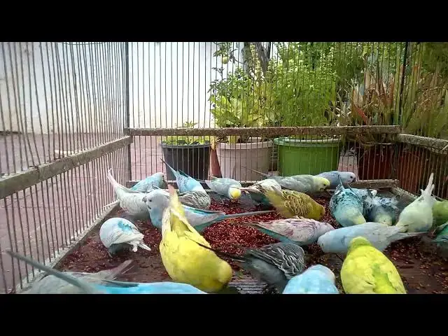 'Video thumbnail for 🐣 Baby Budgies with INCREDIBLE Mutations – Must See! 🎉✨'