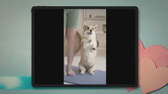 'Video thumbnail for Complete Guide to Short Tail Dogs: Genetics vs. Docking'