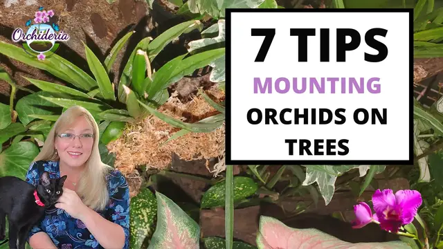 'Video thumbnail for How To Mount Orchids On Trees (Informational)'