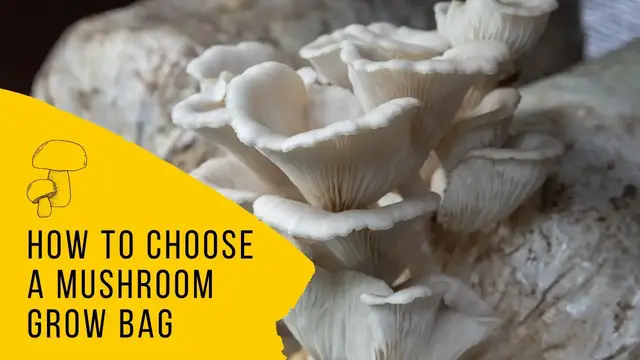 'Video thumbnail for How to choose a mushroom grow bag'