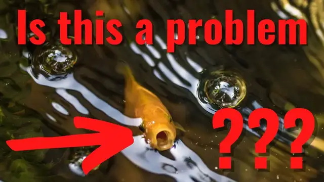 'Video thumbnail for Why is my Goldfish gasping at the Surface? 3 REASONS WITH SOLUTIONS'