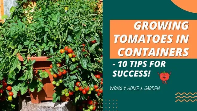 'Video thumbnail for Growing Tomatoes in Containers - 10 Tips for Success!'