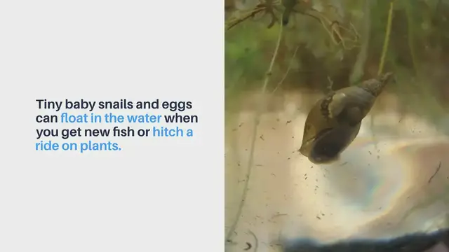 'Video thumbnail for Where Do Snails Come From In An Aquarium'