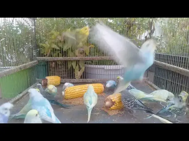 'Video thumbnail for セキセイインコのささやきボイス集🎤🐣｜心がほっとする音'