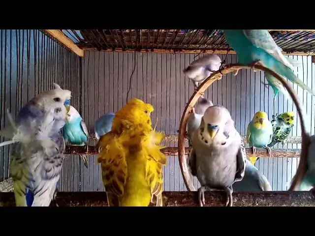 'Video thumbnail for 音楽なし・声なし｜ただセキセイインコの愛だけ❤️🐦'