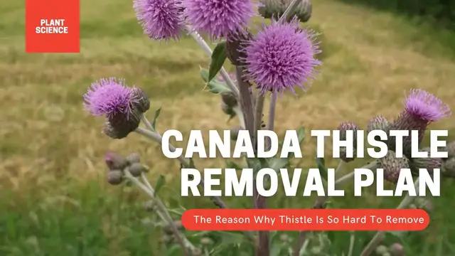 'Video thumbnail for How To Permanently Remove Thistle Weeds. Canada Thistle Removal Plan | Gardening in Canada'