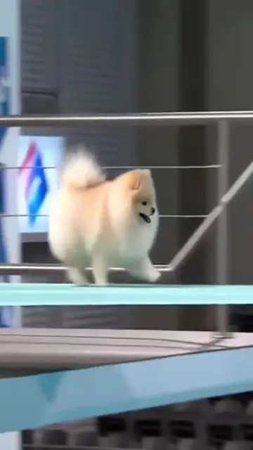 'Video thumbnail for Competition '