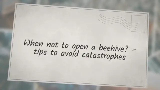 'Video thumbnail for When not to open a beehive? – tips to avoid catastrophes'