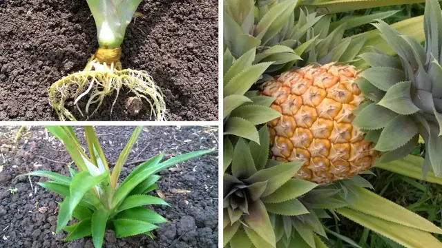 'Video thumbnail for How To Grow Pineapple At Home (Simplified)'