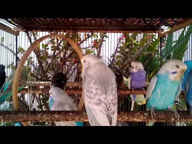 'Video thumbnail for What Makes Budgies Happy Top 5 Secrets Revealed! 💡💛'