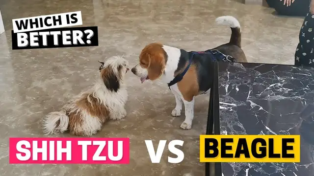 'Video thumbnail for Beagle vs Shih Tzu: Which is Better?'